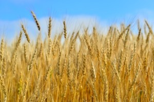 下痢の原因は小麦に
